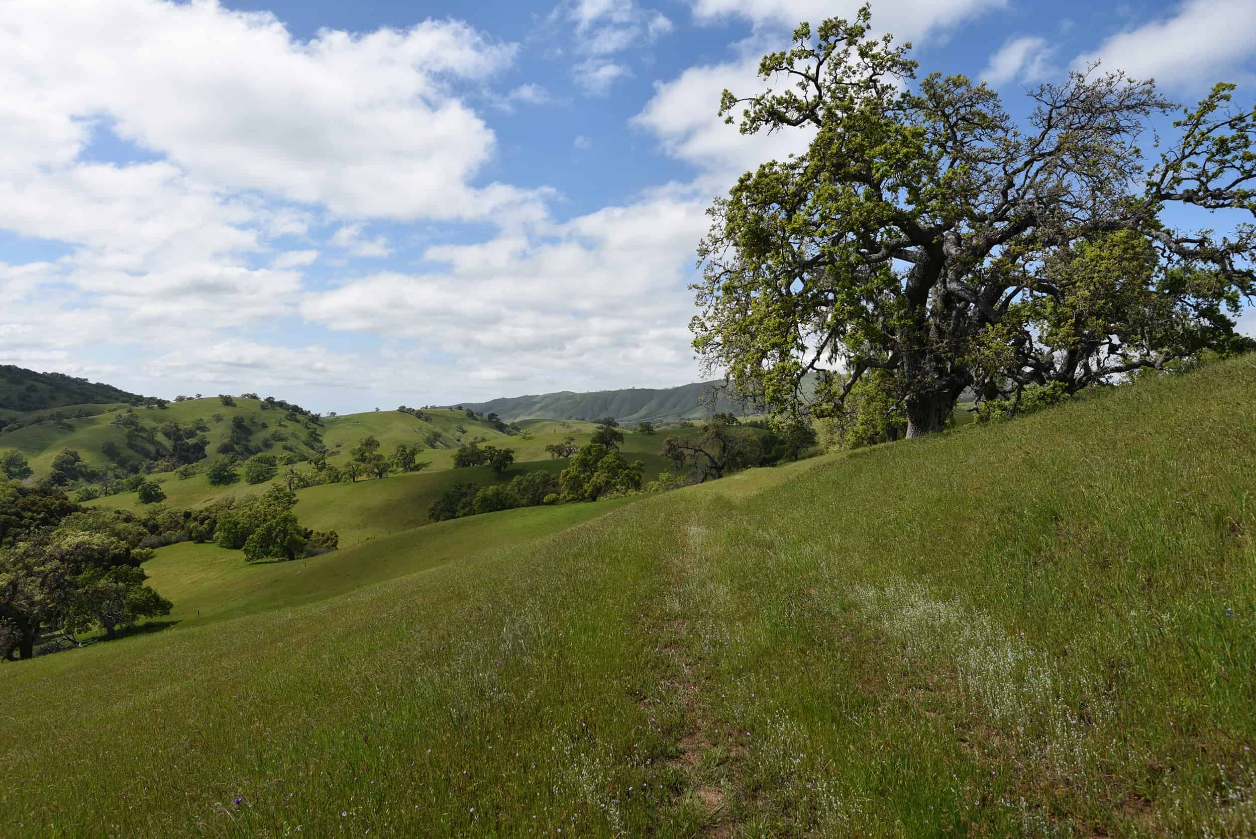 Beautiful landscape of rolling hills with a large tree under a partly cloudy sky.