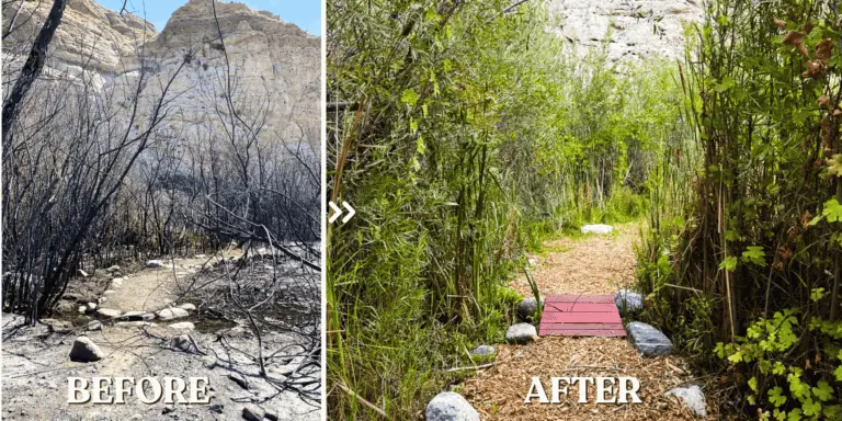 Restoration of Natural Habitat by The Wildlands