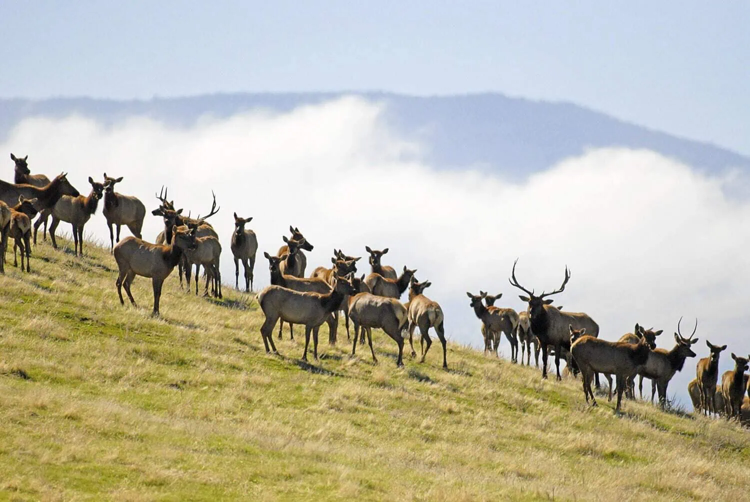 Wildlands Conservancy Deer Herd