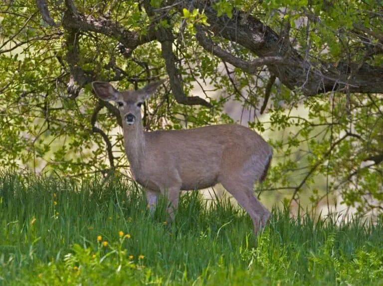 Deer standing in green grass under tree at Rana Creek Preserve.