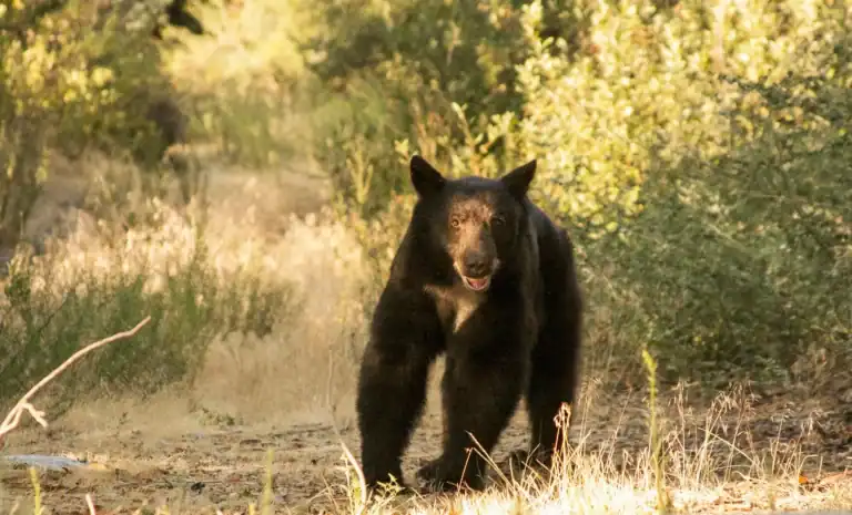 Wildlands Conservancy Bearpaw Reserve Bear