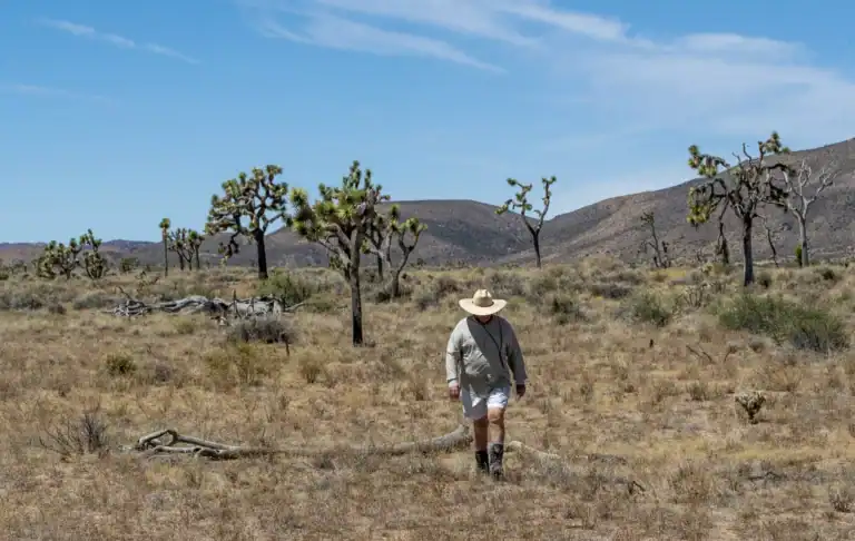 Person walking through desert landscape with Joshua trees and mountains in the background.