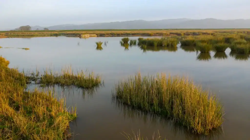 Eel River Estuary with marsh grasses and calm waters in a protected natural area.