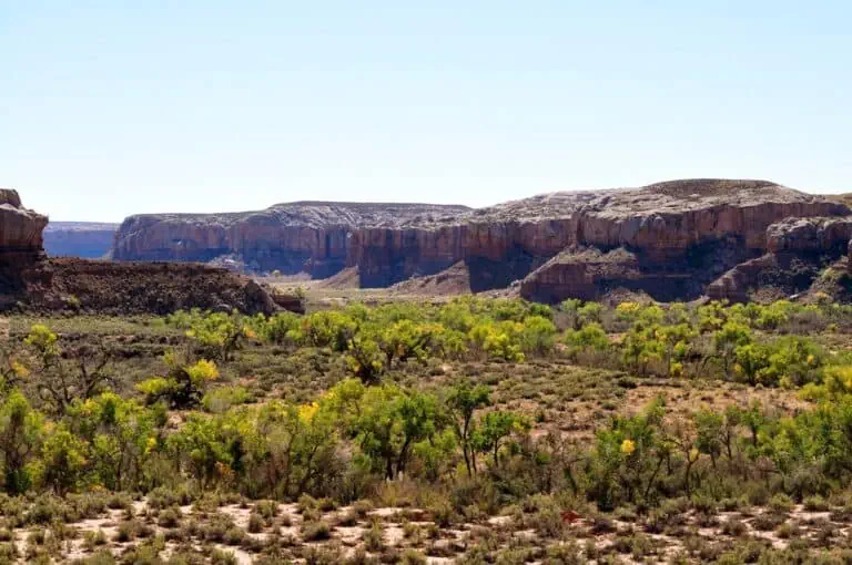 Scenic view of Grand Canyon with layered rock formations and desert vegetation.