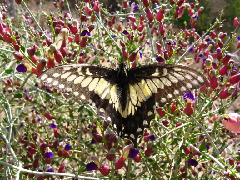 Butterfly resting on colorful wildflowers in Mission Creek Preserve.