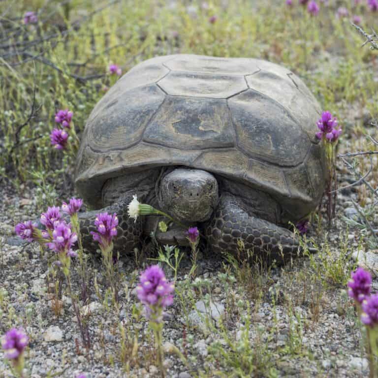 Desert tortoise among purple wildflowers in Mission Creek Preserve.
