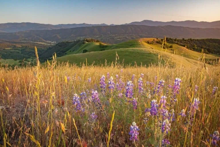 Scenic view of Rana Creek Preserve with wildflowers and rolling hills at sunset.
