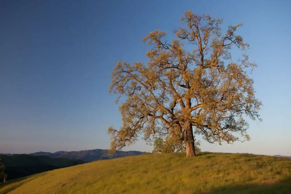 Large oak tree on grassy hill at Rana Creek Preserve during sunset.