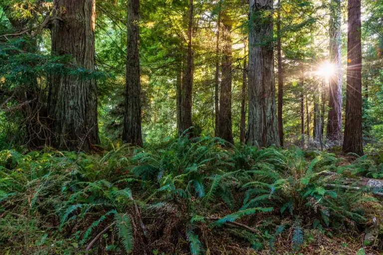 Sunlight filters through tall trees in a lush forest at Seawood Cape Preserve.