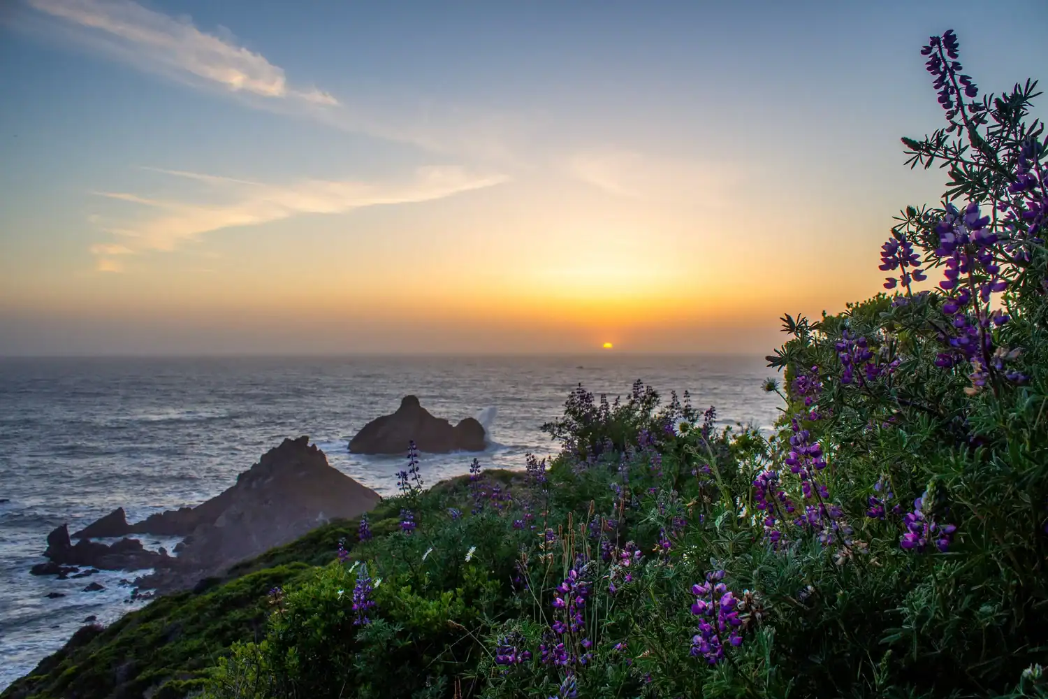Sunset over the ocean with wildflowers in foreground at Seawood Cape Preserve.