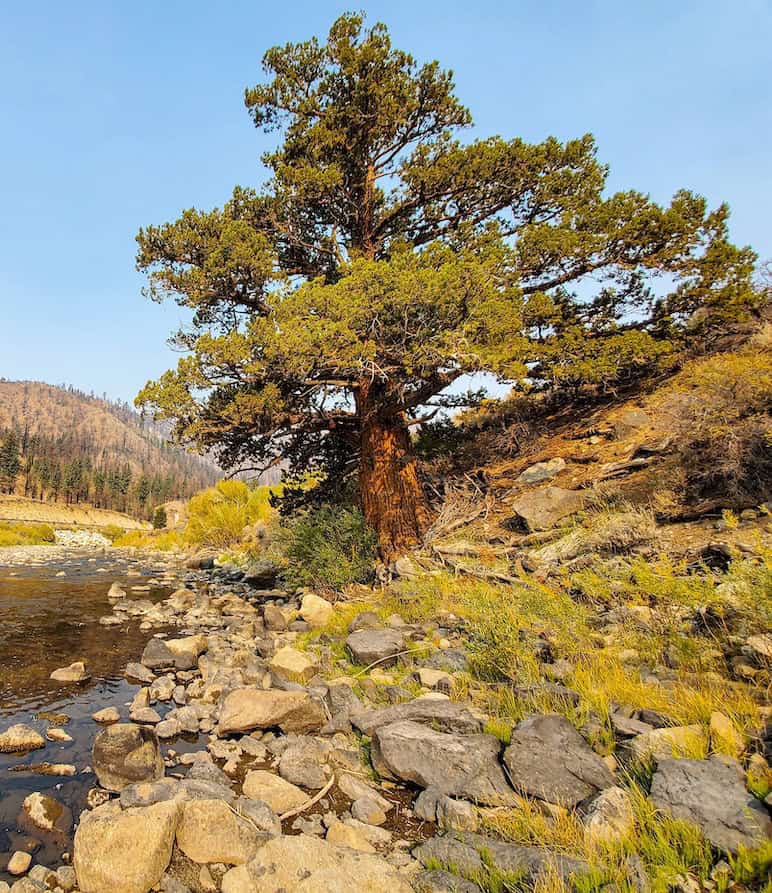 Majestic pine tree along the Two Rivers Preserve riverbank.