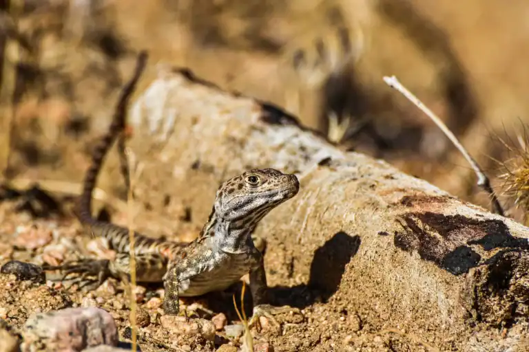 Desert lizard basking on a rock in Pioneertown Mountains Preserve.
