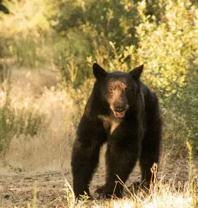Black bear walking through a sunlit forest trail in the wild.