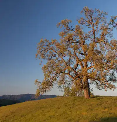 Large oak tree on a grassy hill under a clear blue sky.