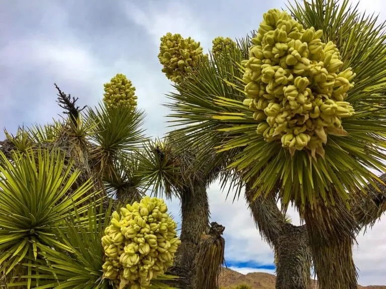 Close-up of a Joshua Tree with flowering clusters in Pioneertown Mountains Preserve.