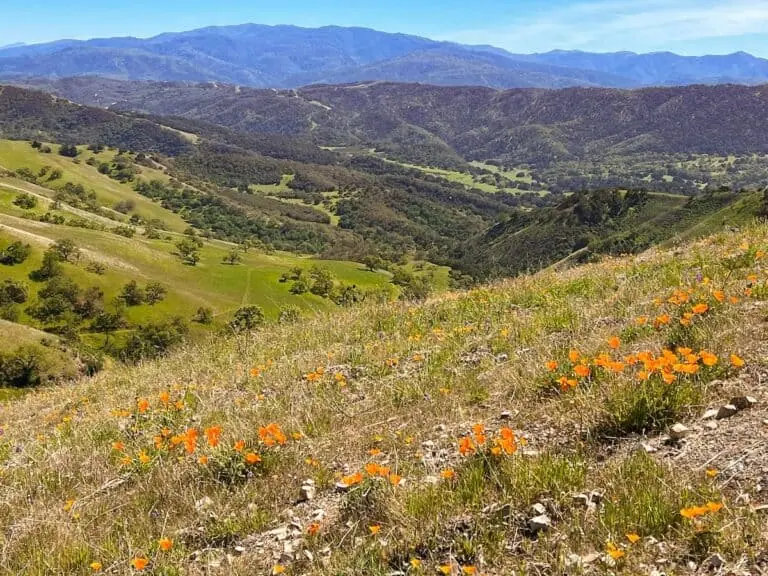 Scenic view of rolling hills and wildflowers in Rana Creek Preserve.