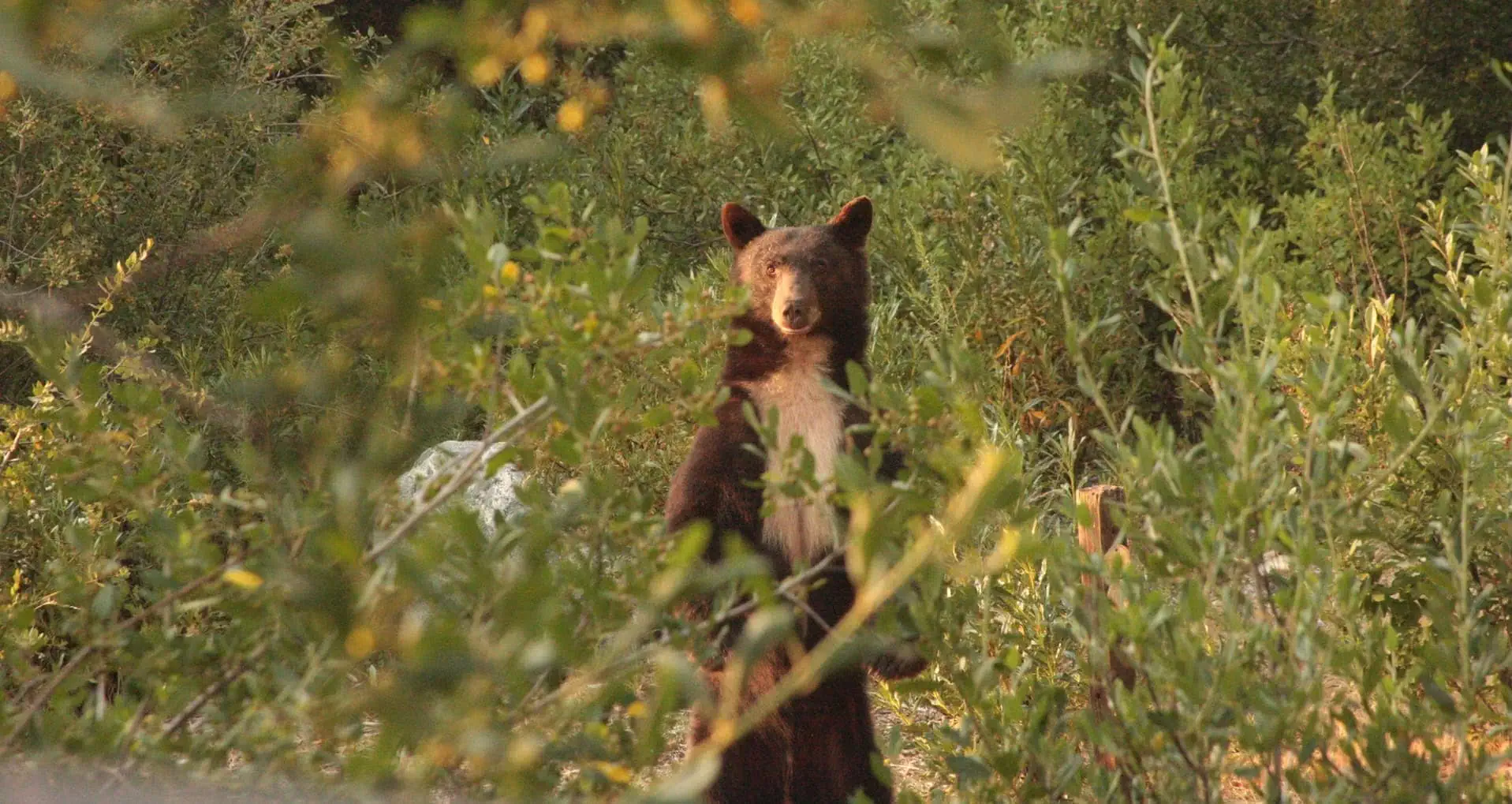 Young bear standing among green foliage in Bearpaw Reserve.