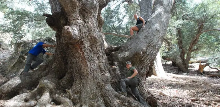 Ancient tree with people climbing and exploring its massive branches.