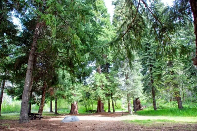 Wildlands Conservancy forest with tall trees and lush greenery, promoting conservation and outdoor r.