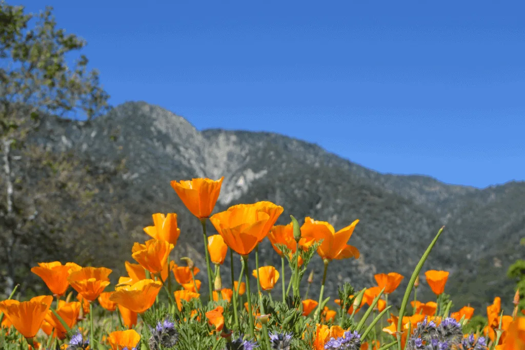 Bright orange poppies blooming in a mountain meadow under a clear blue sky.