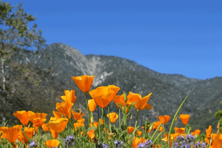 Bright orange poppies blooming in a mountain meadow under a clear blue sky.