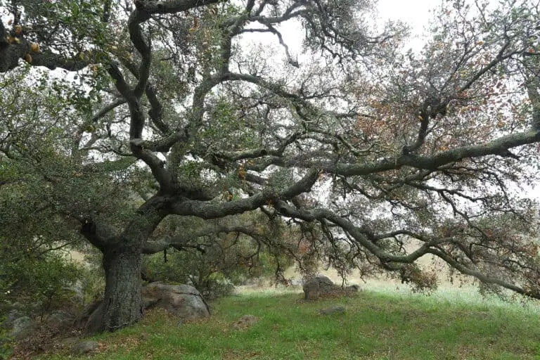 Ancient oak tree with sprawling branches in a lush natural setting.