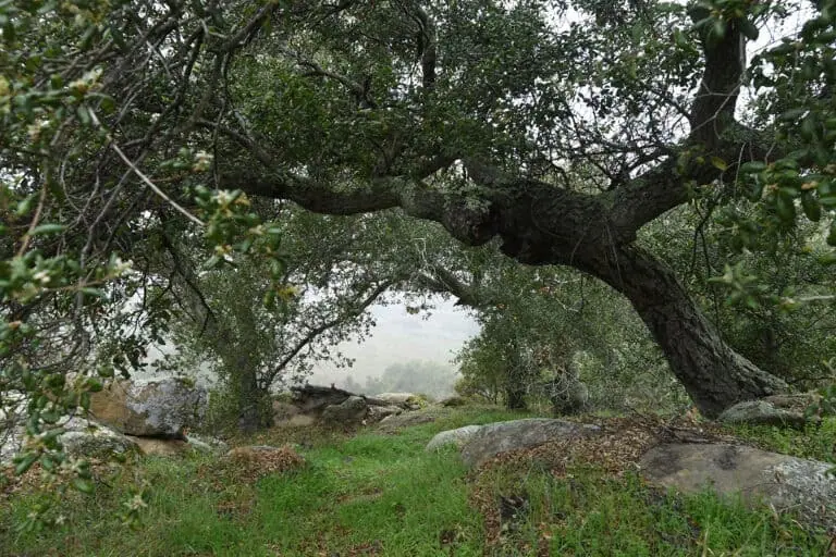 Ancient, sprawling tree with thick branches and lush green foliage in a peaceful forest setting.