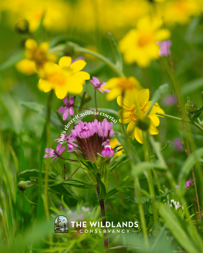 Yellow and pink wildflowers in a lush green meadow, promoting conservation and natural beauty.