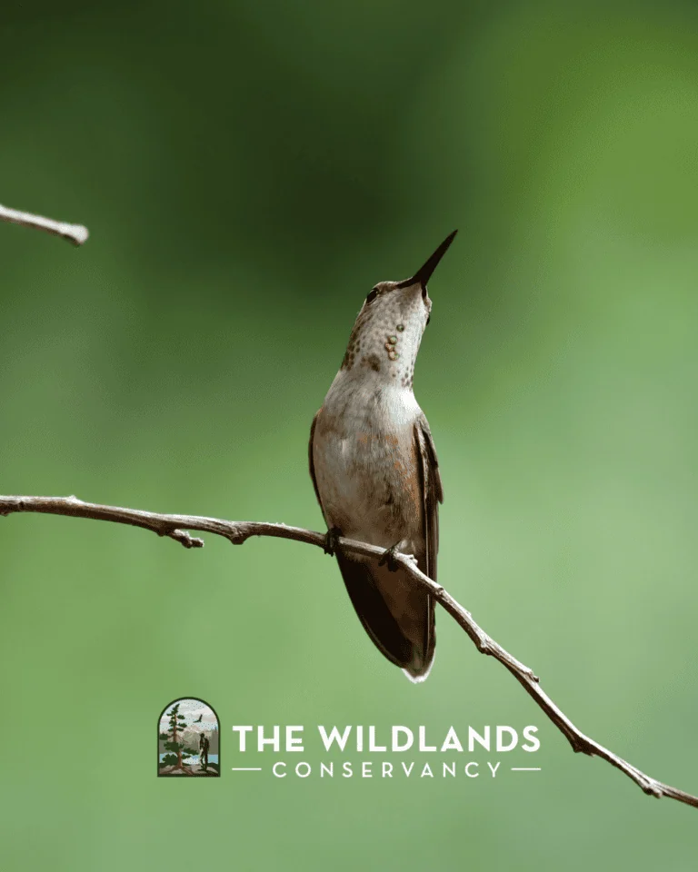 Hummingbird perched on a thin branch with a blurred green background, showcasing nature conservation.