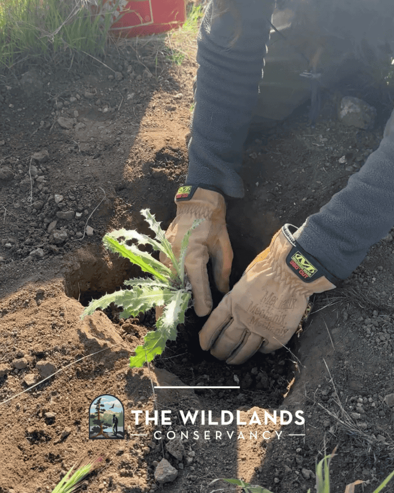 Planting a young seedling in soil at The Wildlands Conservancy to promote conservation and native pl.