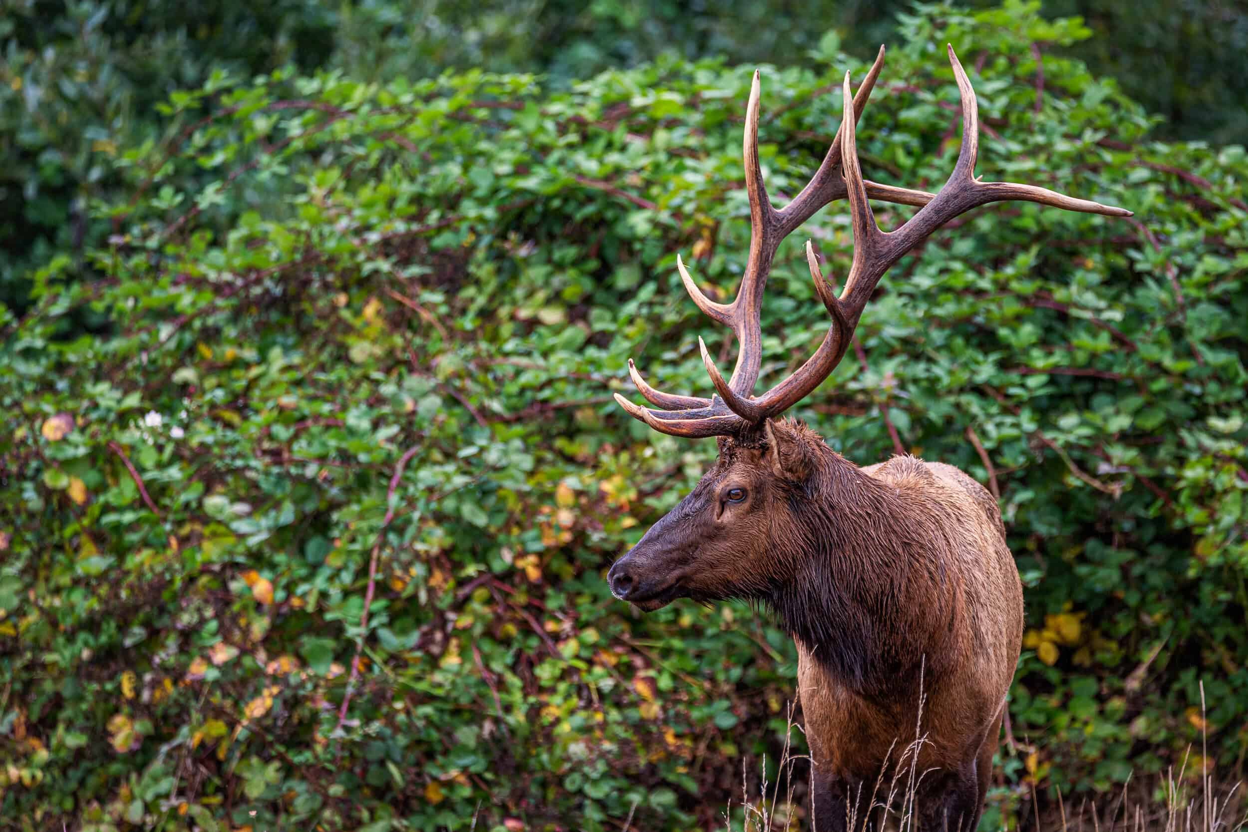 Introducing Eel River Canyon Preserve