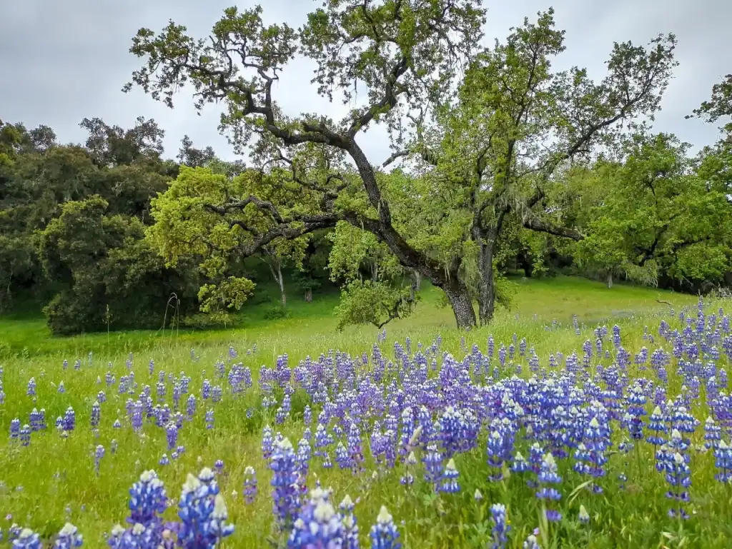 Esselen Tribe of Monterey County secures funding to reclaim ancestral Tularcitos Creek lands in partnership with The Wildlands Conservancy