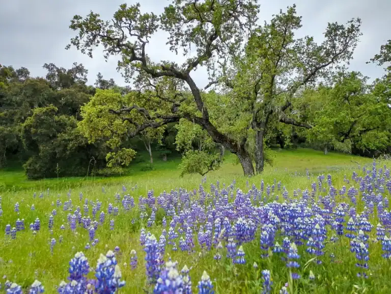 Wildlands Conservancy Nature Scene