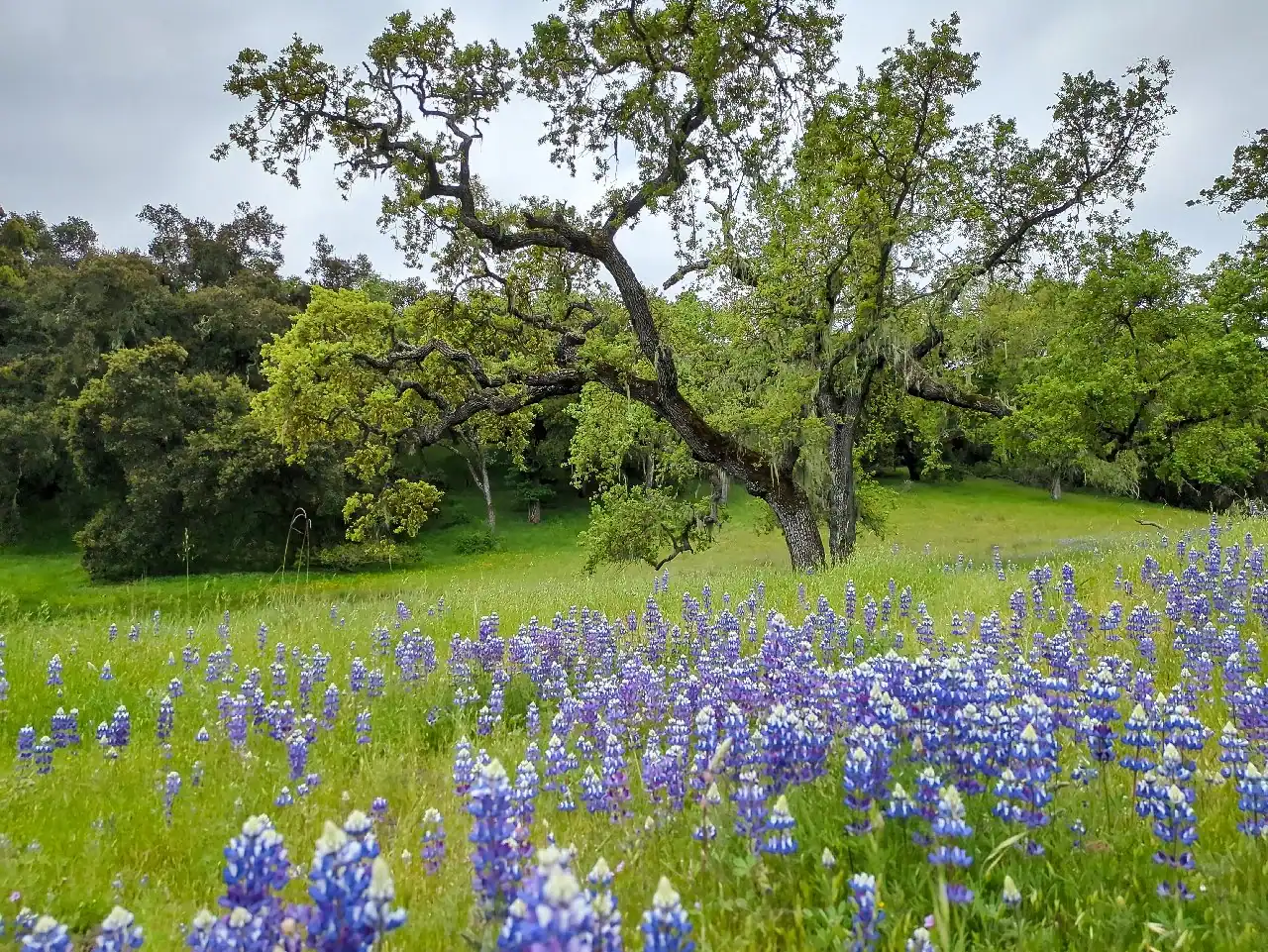 Wildlands Conservancy Nature Scene
