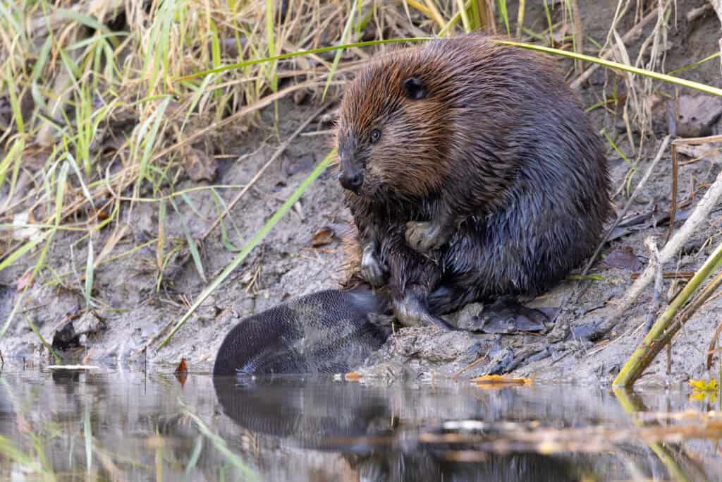 Beaver with a pup near water in a wetland habitat.