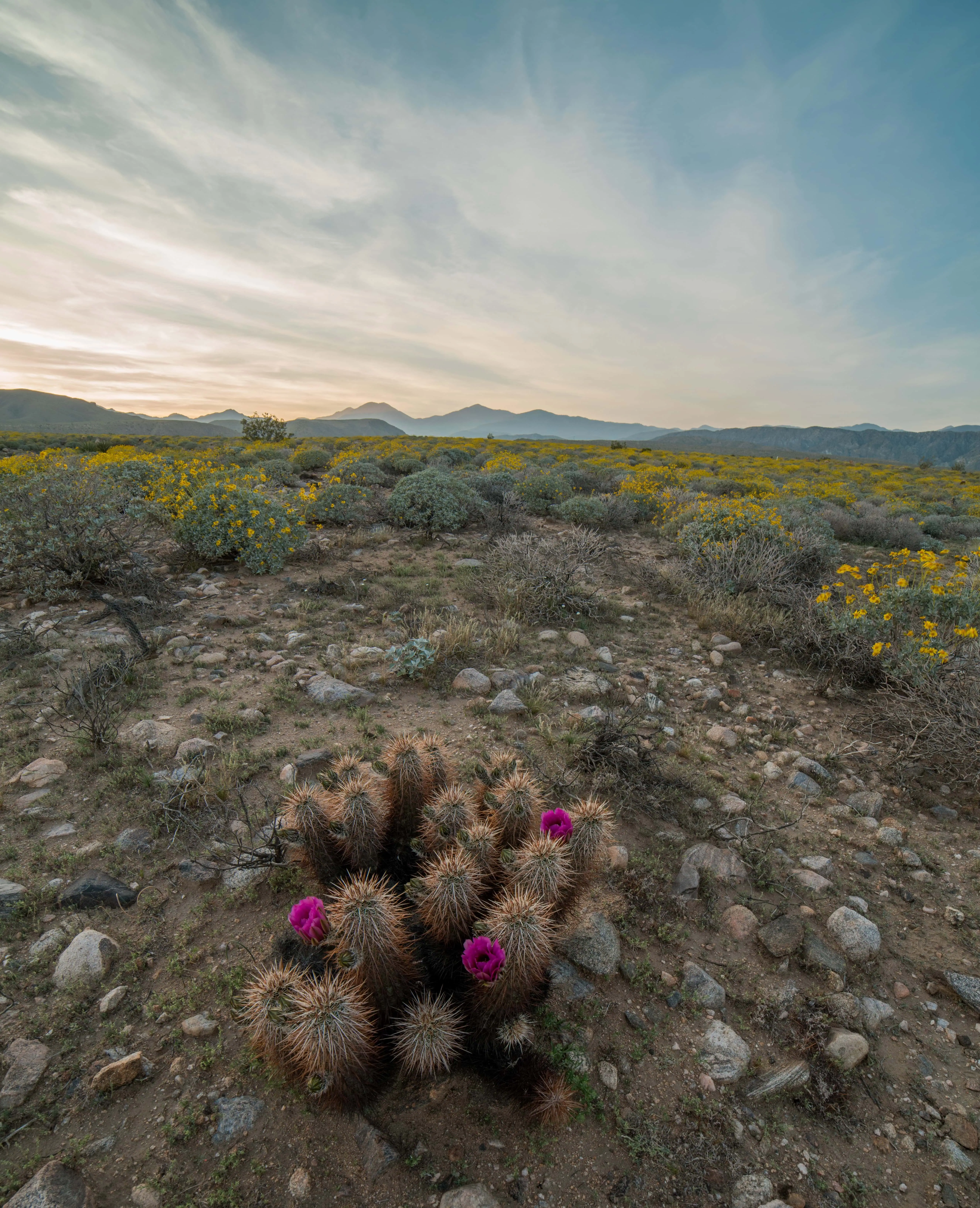 Cactus with pink flowers in a desert landscape under a partly cloudy sky.