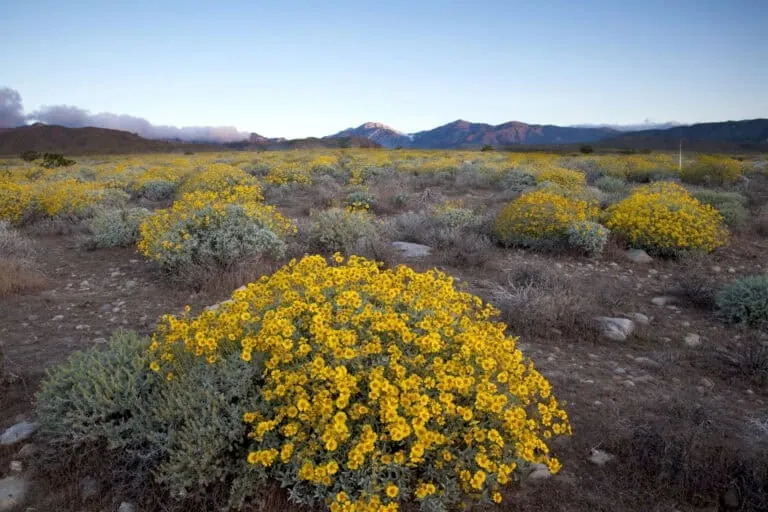 Bright yellow wildflowers blooming in a desert landscape with mountains in the background.