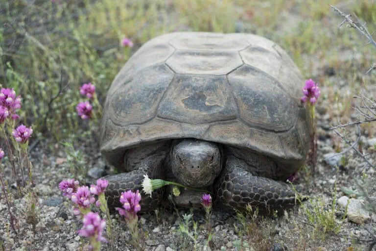 Tortoise walking through wildflowers in a natural habitat.