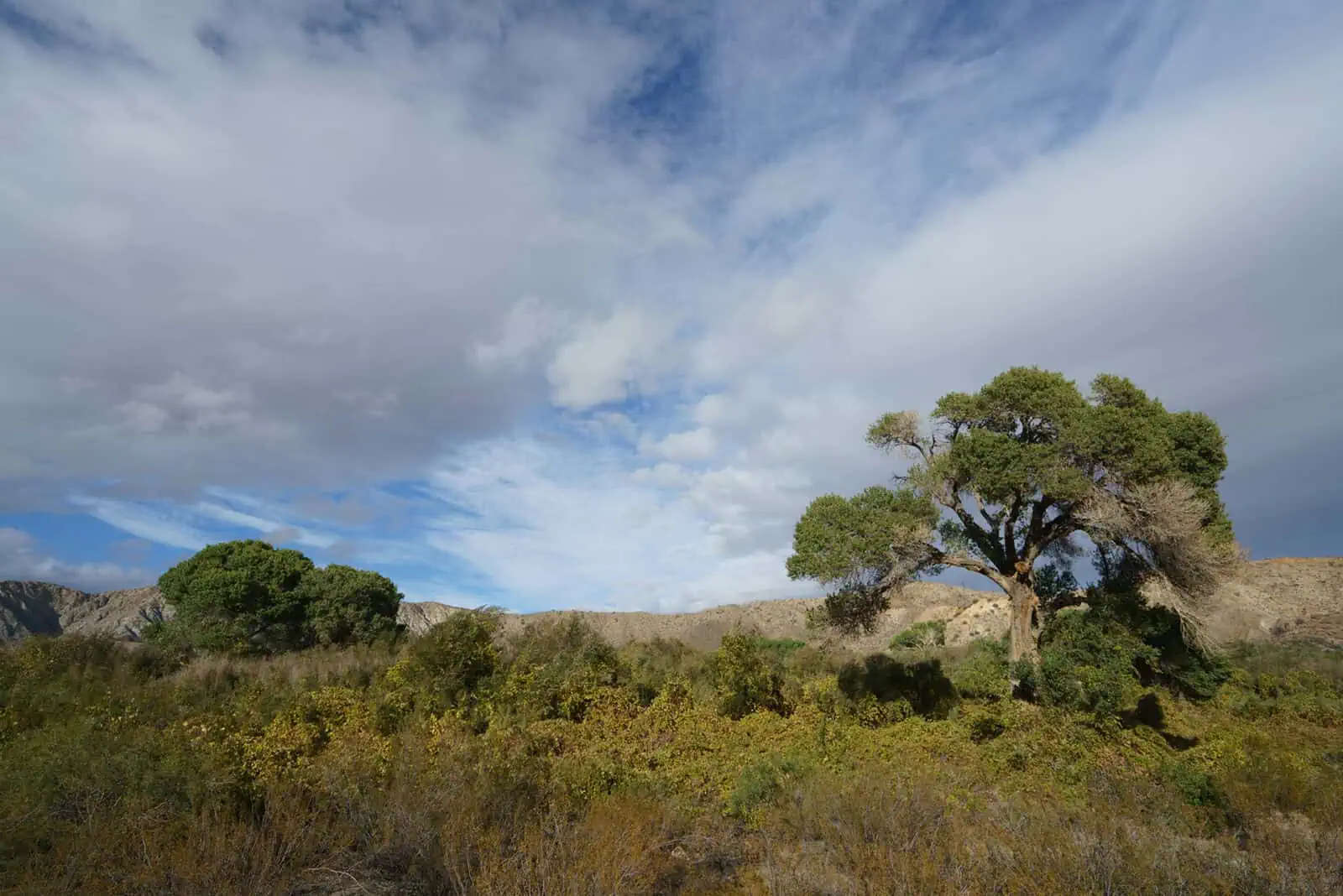 Scenic landscape with a large tree and open sky at Wildlands Conservancy.
