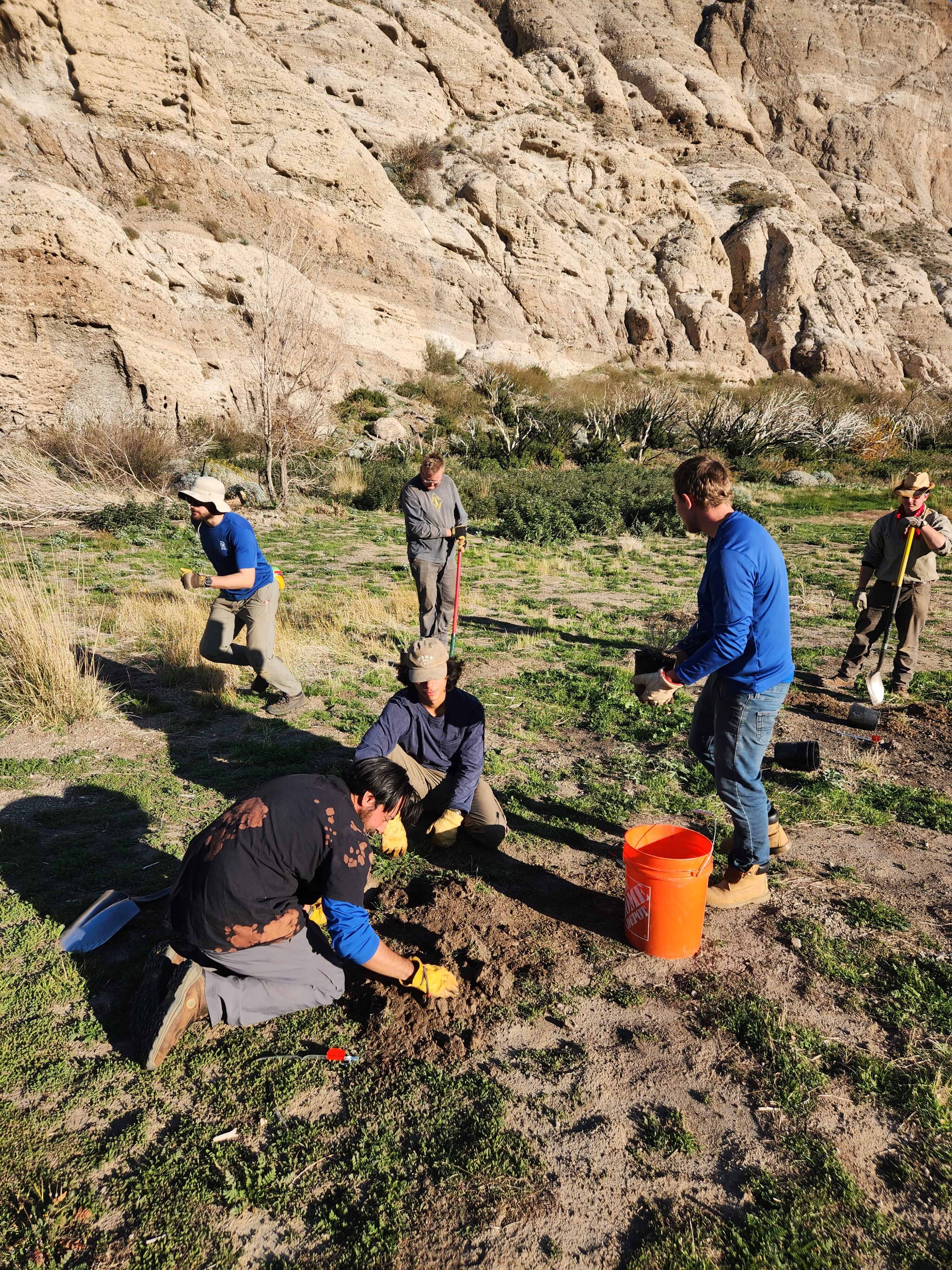 Volunteers planting native trees and shrubs in a rocky outdoor landscape.