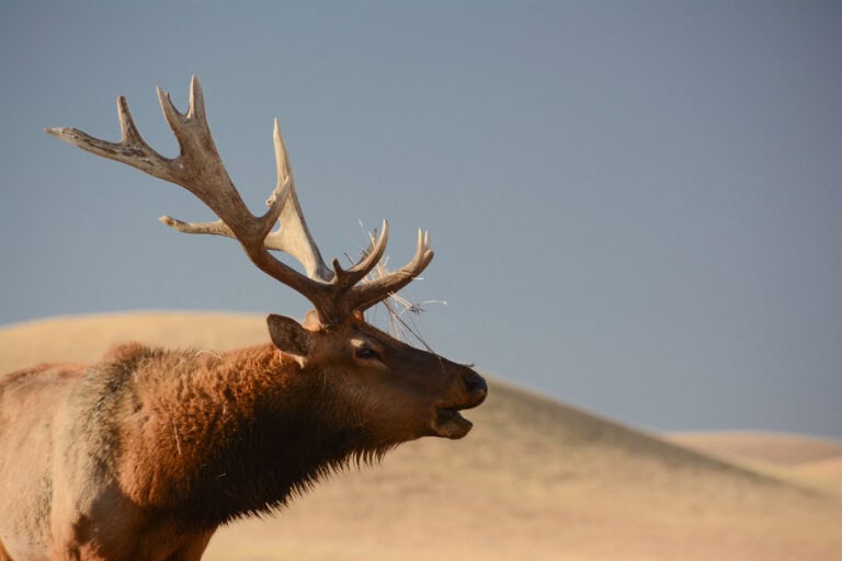 Majestic elk with large antlers in a natural landscape.