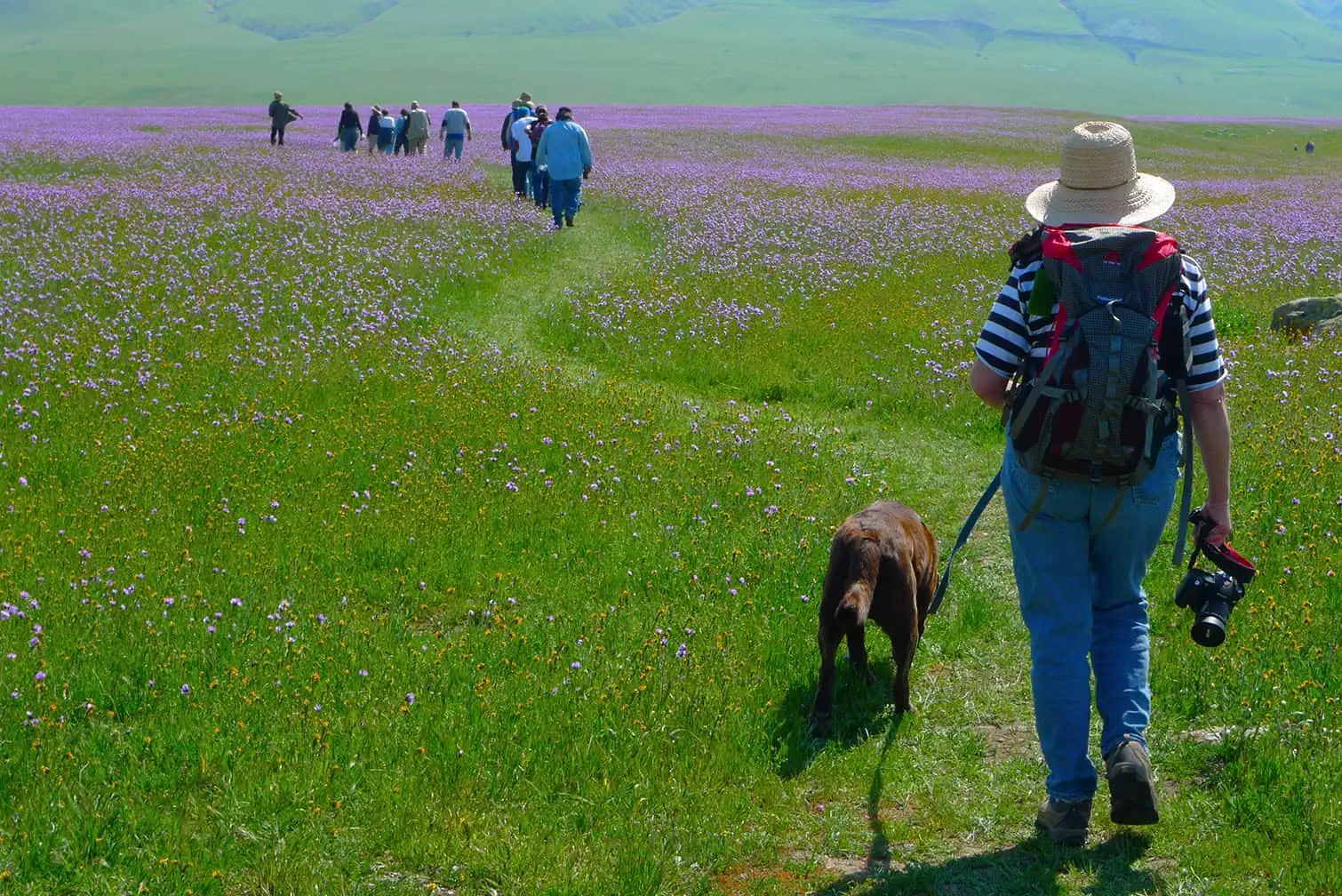 Group of hikers walking through a colorful wildflower meadow with mountains in the background.