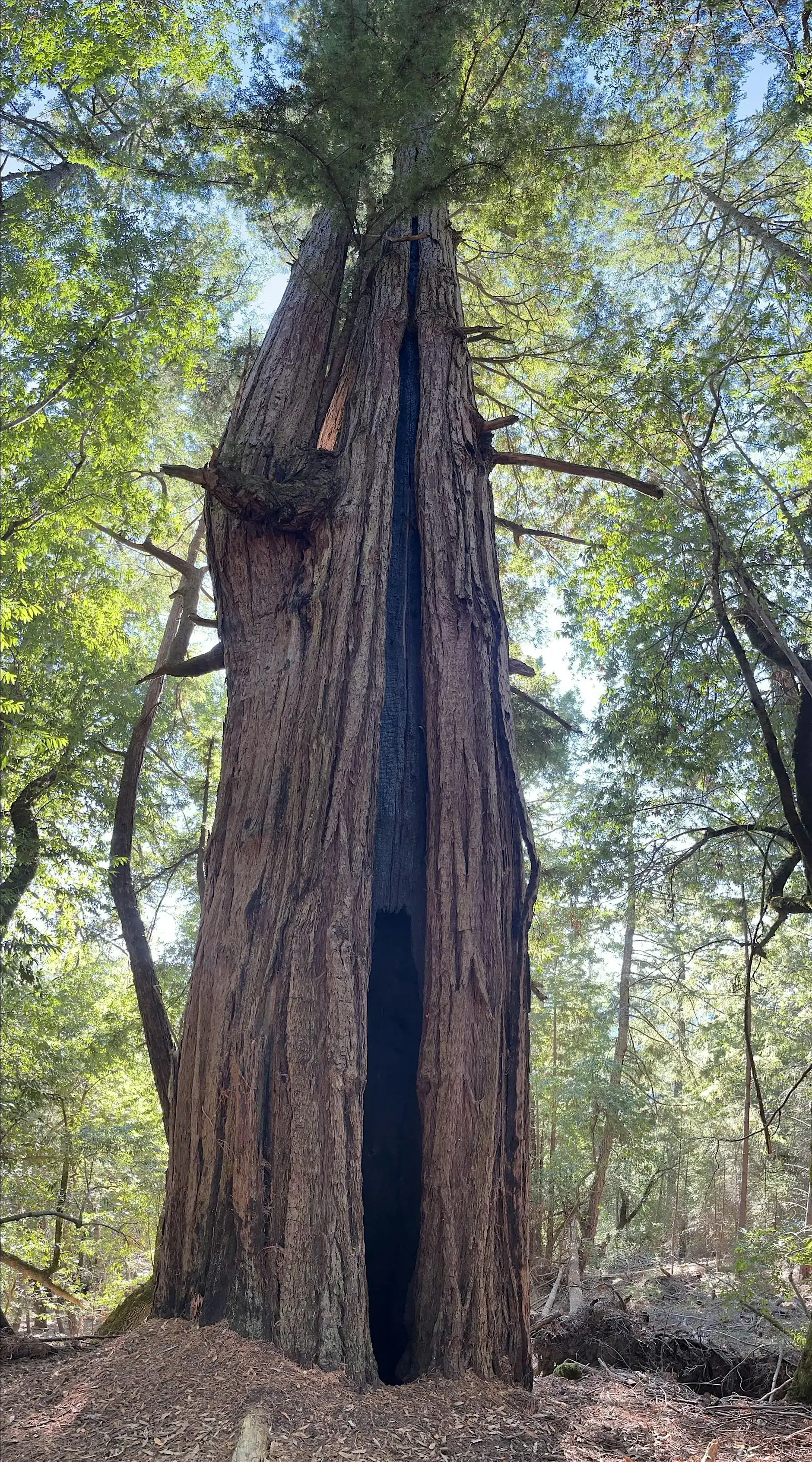 Ancient Redwoods