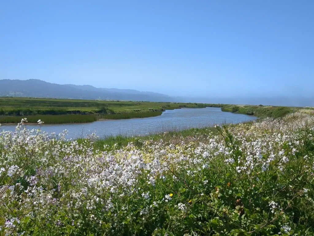 Beautiful wetlands with a river, wildflowers, and distant mountains under a clear blue sky.