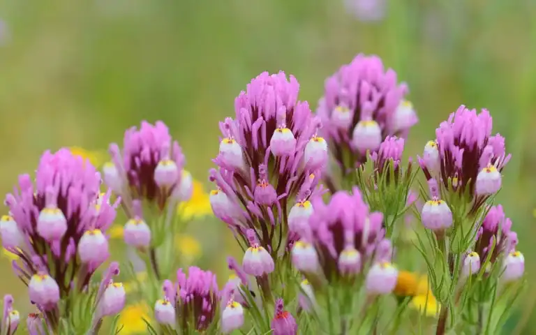 Wildflowers at Oak Glen Preserve