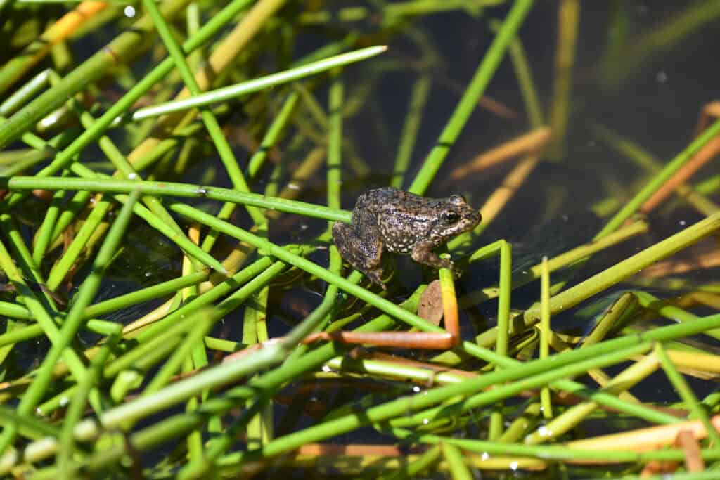 Small frog on aquatic plants in wetland habitat at Wildlands Conservancy.
