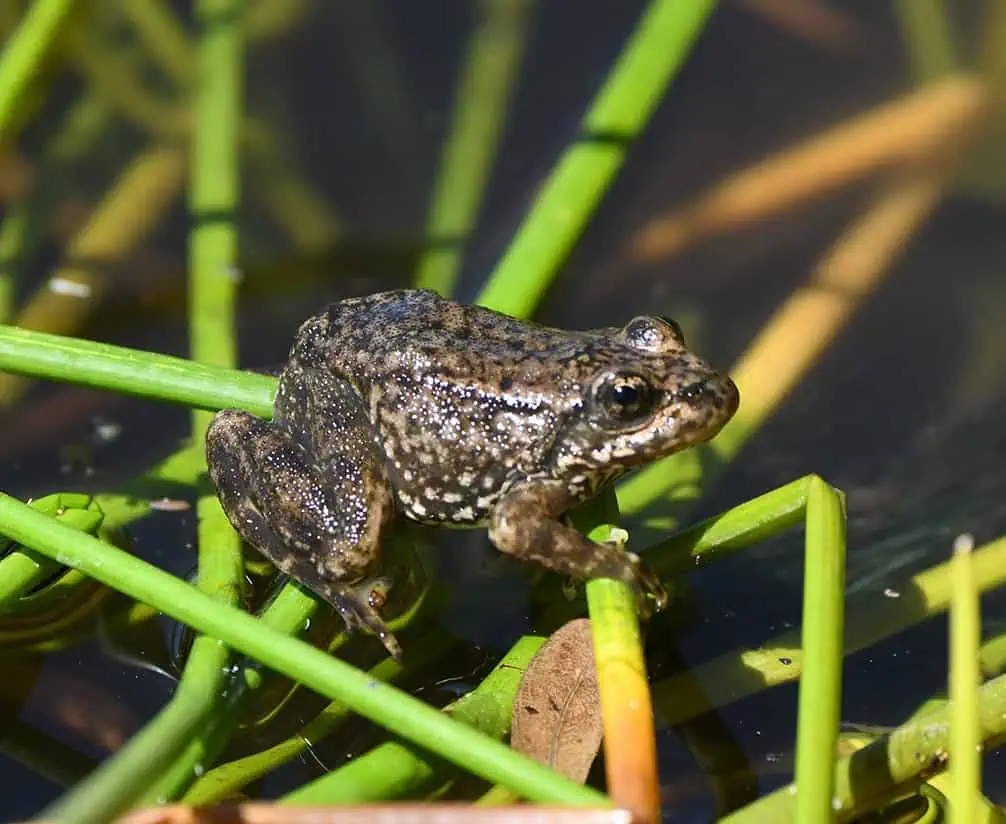 Small frog sitting on green aquatic plants in a wetland environment.