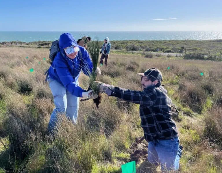 sonoma coast jenner headlands volunteer 2025 chines