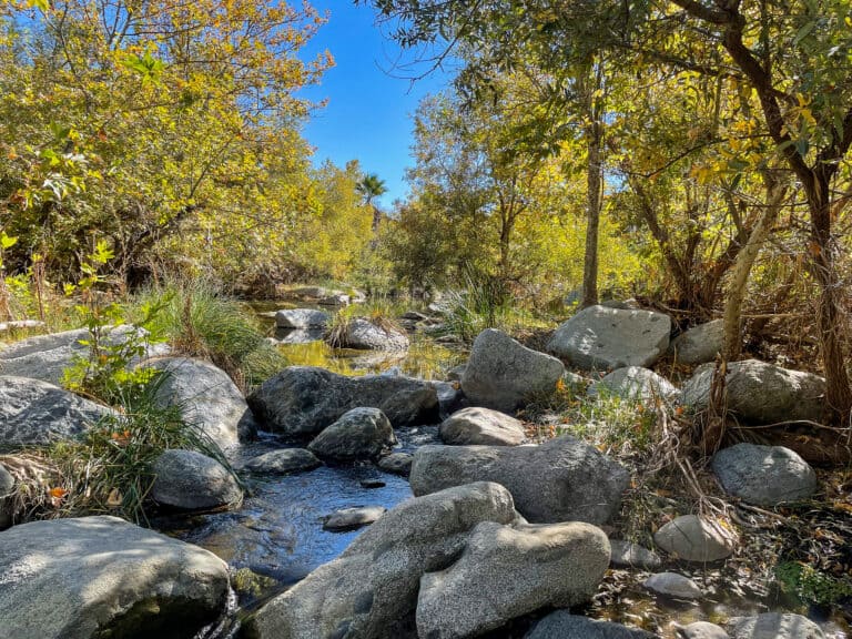 Tranquil creek flowing through lush forest in Wildlands Conservancy.