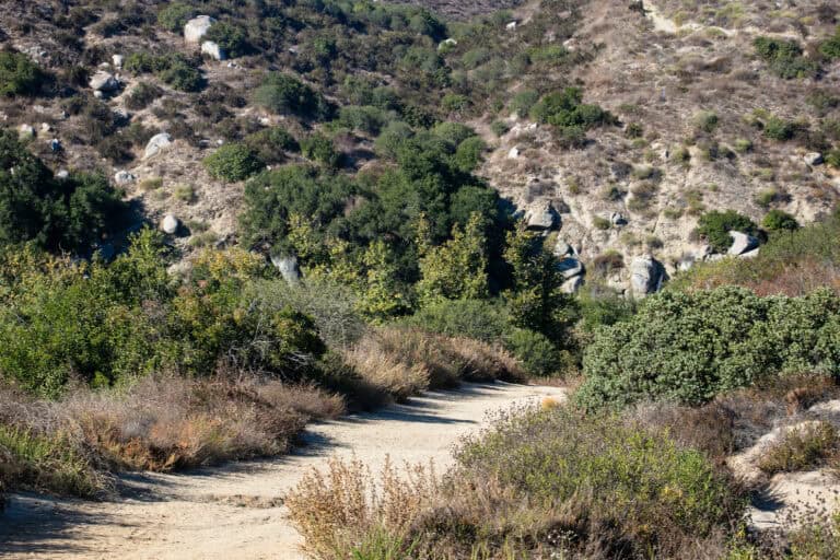 Scenic dirt trail through dry, shrub-covered landscape in the Wildlands Conservancy area.